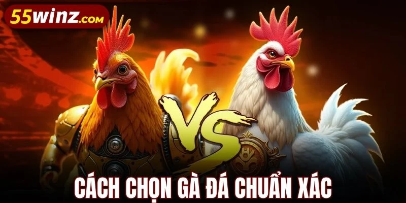 Đá gà 55WIN hướng dẫn cách chọn gà hiệu quả