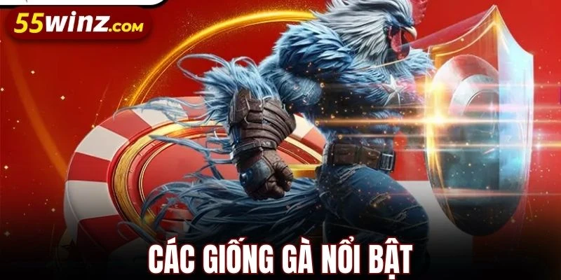 Giống gà chiến nổi bật được yêu thích tại Đá gà 55WIN
